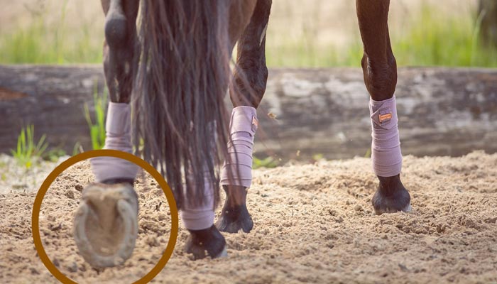 Fourchettes pourries chez le cheval : Comment les soigner ?