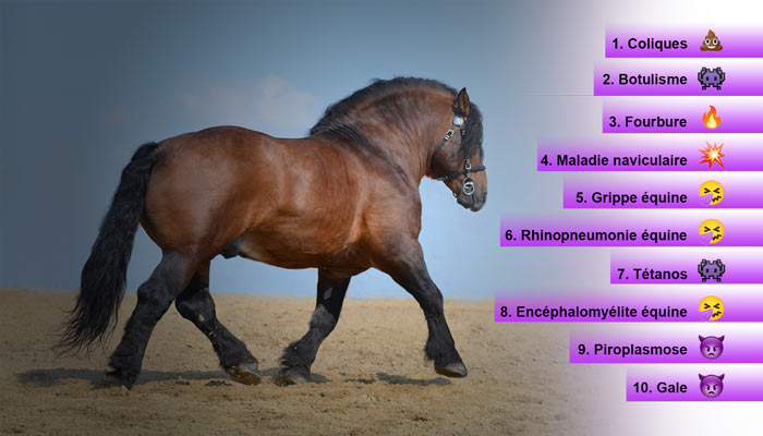 Les 10 maladies courantes chez les chevaux et leurs remèdes préventifs