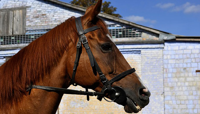 Le mors de cheval provoque-il de la douleur? + Guide choisir son mors