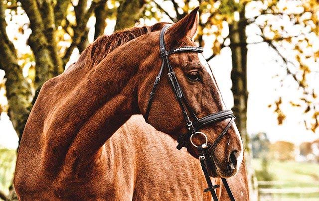 Guide de l'équipement pour le cheval