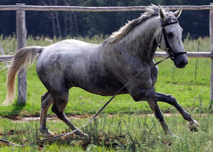 Comment longer son cheval ?
