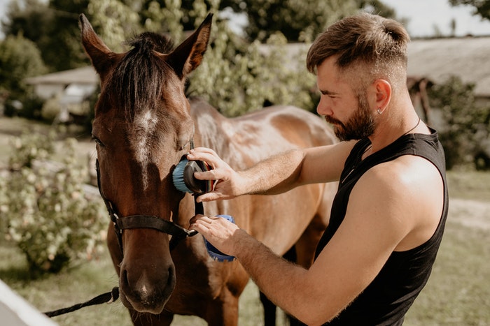 Tuto Pansage du cheval en vidéo pour réussir son rituel de brossage quand on débute
