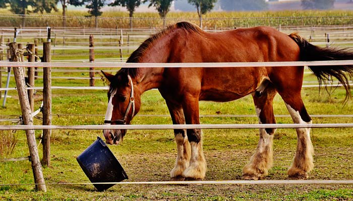 Cheval qui mange de la terre