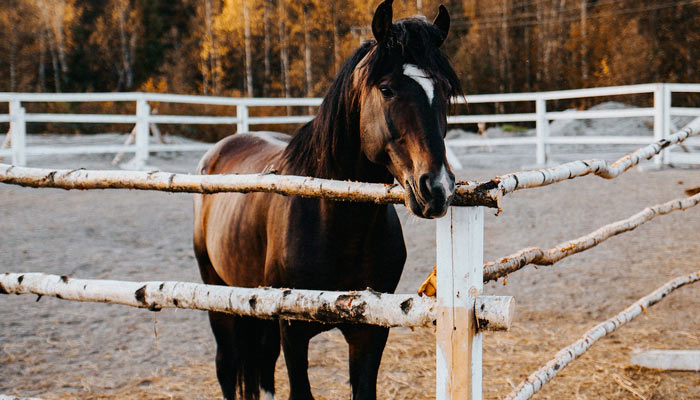 Cheval qui mange du bois : Que faire ?